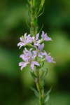 Wing-angle loosestrife